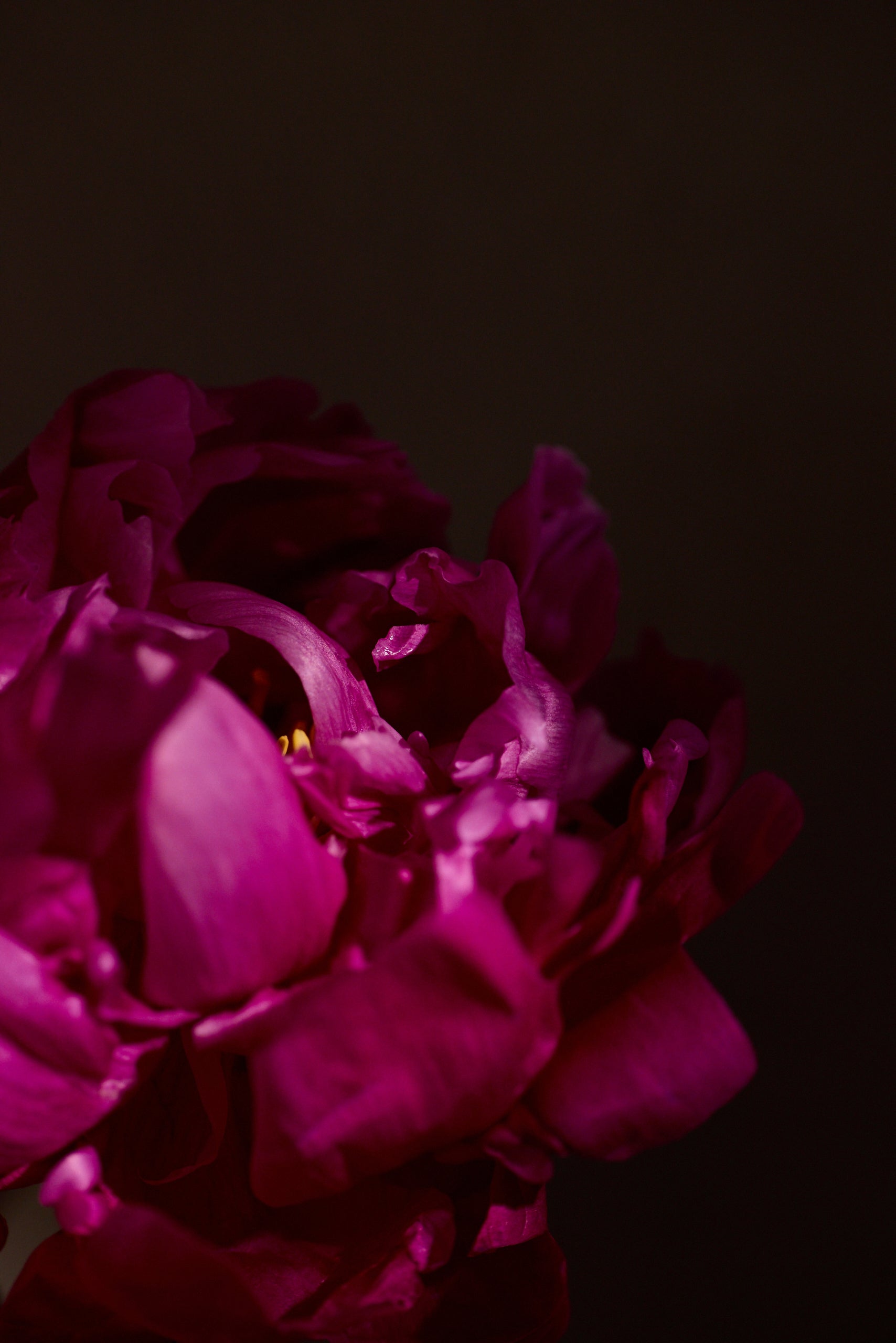 The Secret Language of Flowers: Understanding Energetic Signatures + V Wild Wholistic The Secret Language of Flowers: Understanding Energetic Signatures + V Wild Wholistic