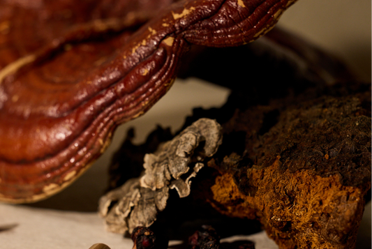 The Fall Immunity Secret: Why Modulation Beats Boosting